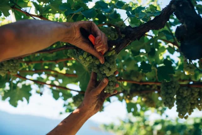 Grapes being harvested at Alois Lageder vineyard.                                            Image: Thomas Schäfer