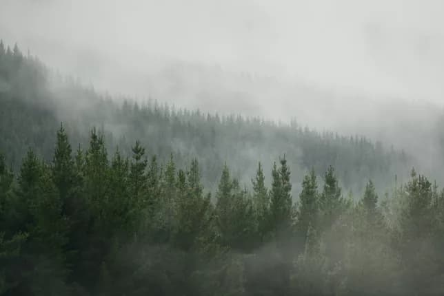 Forestry: investing in the environment