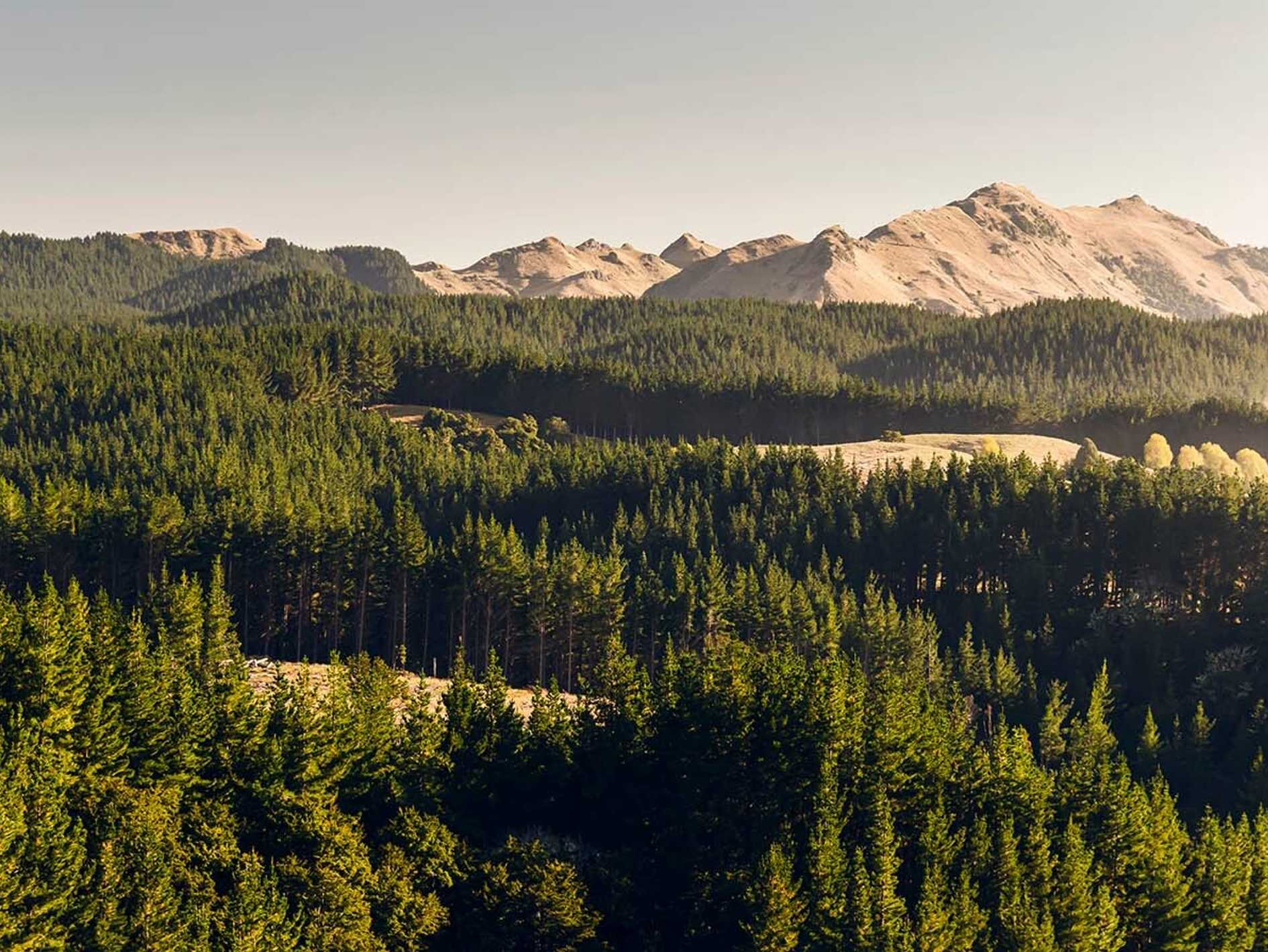 Green Goldmine: Why Forestry Investment is Resilient and Profitable